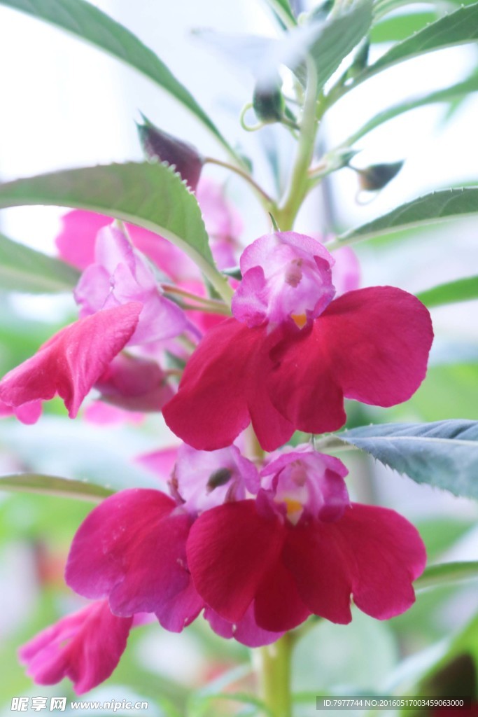 凤仙花 指甲花