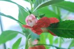 凤仙花 指甲花