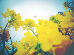 油菜花