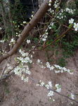 李花