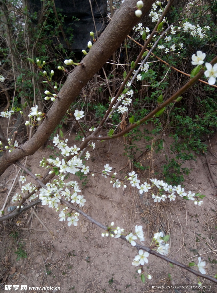 李花