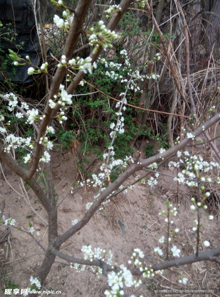 李花