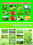 铭达生态 果蔬专业合作社