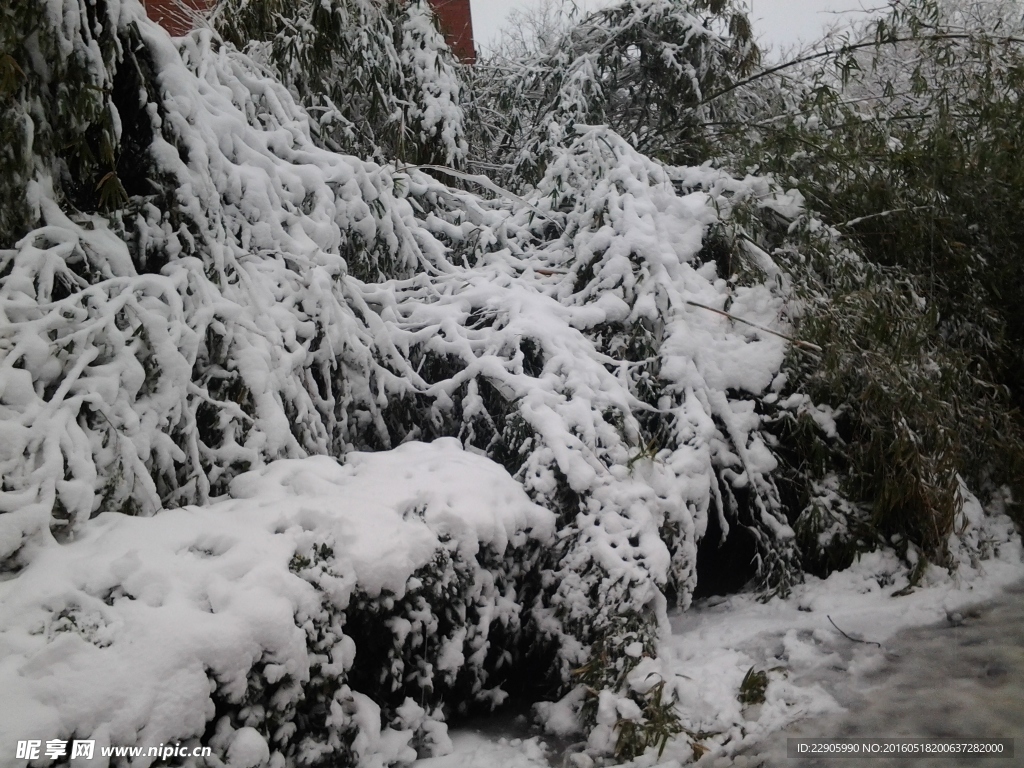 雪景