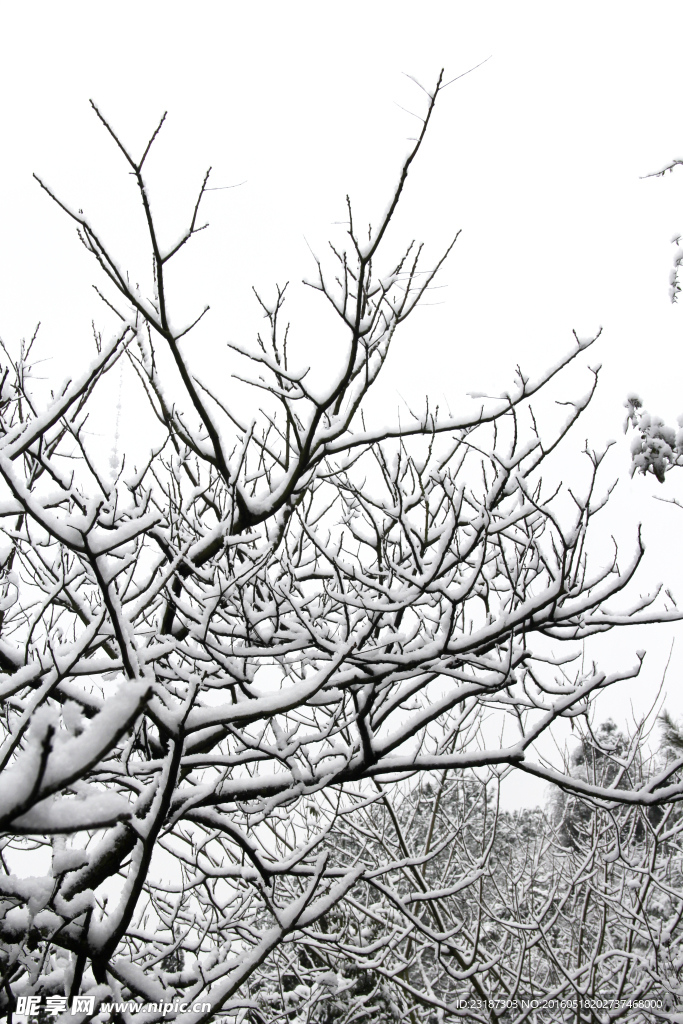 冬天的雪树