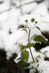 雪地的小草