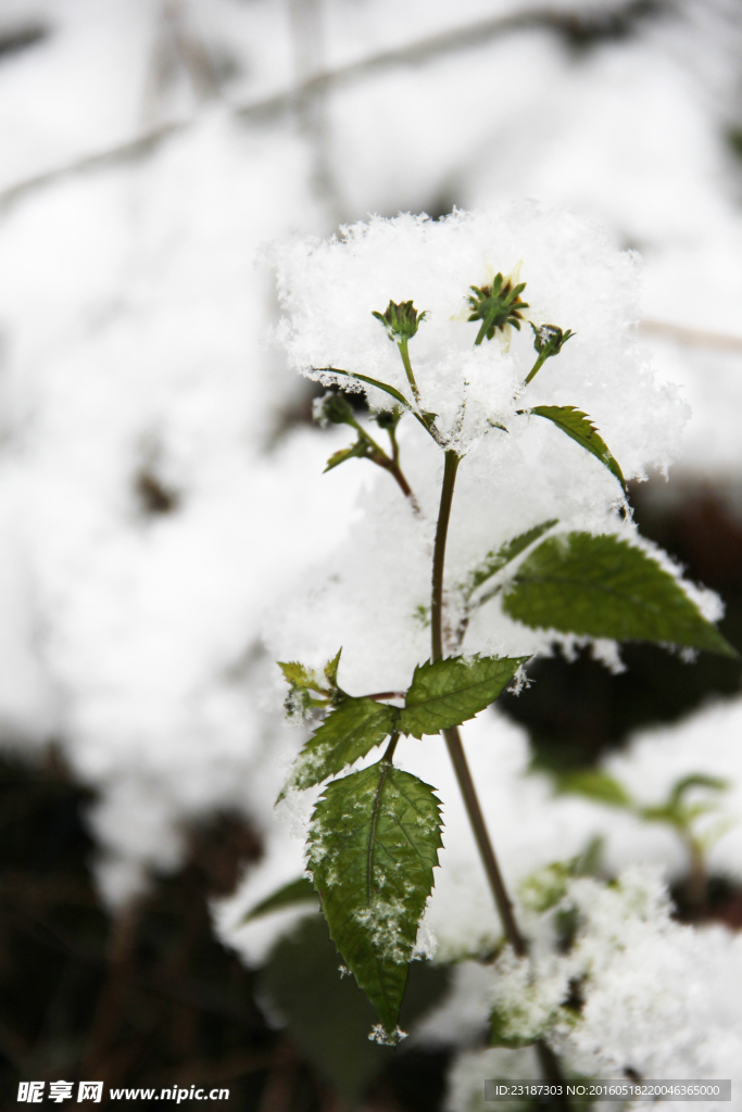 雪地的小草