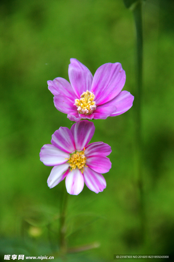 花卉