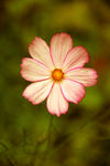 一朵花