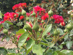 红月季花