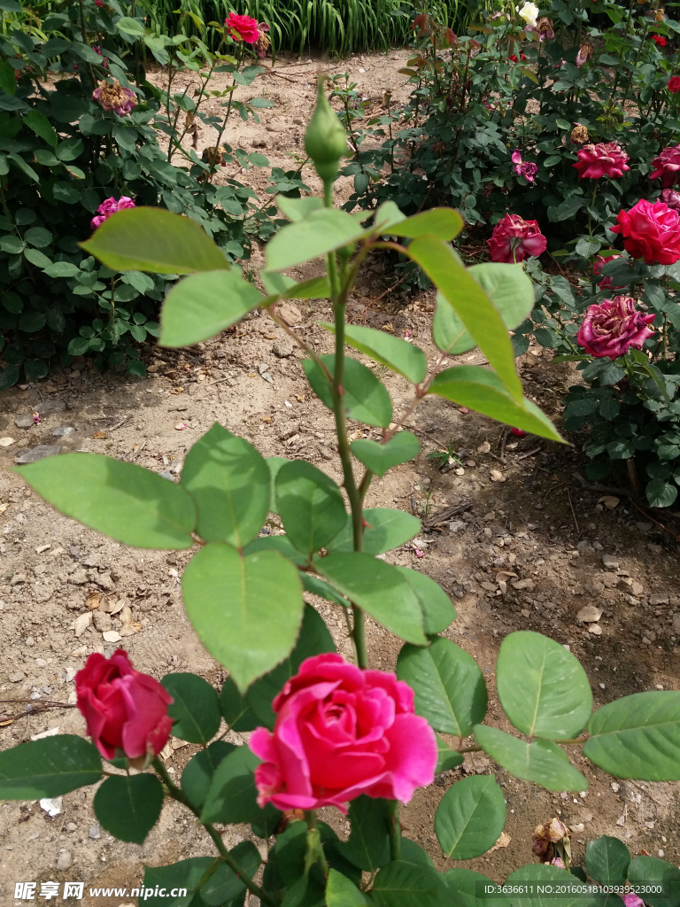 红月季花