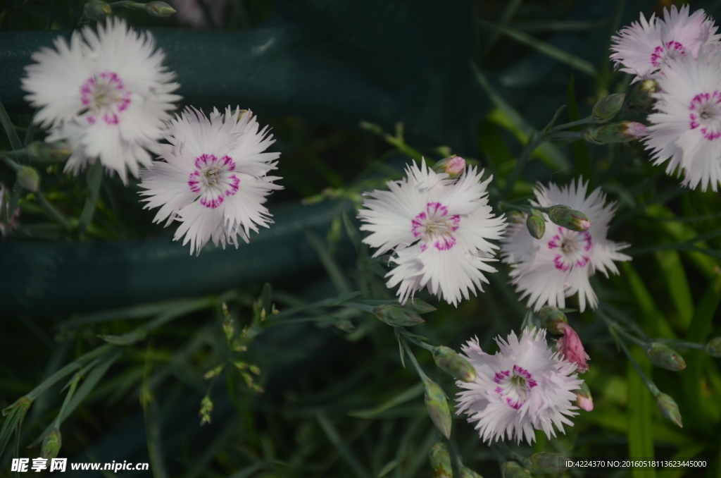 石竹花