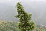 岩山松