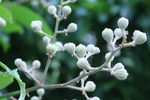 紫薇花 花蕾