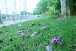 春天 落花