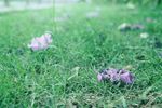 春天 落花