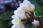 鸡蛋花