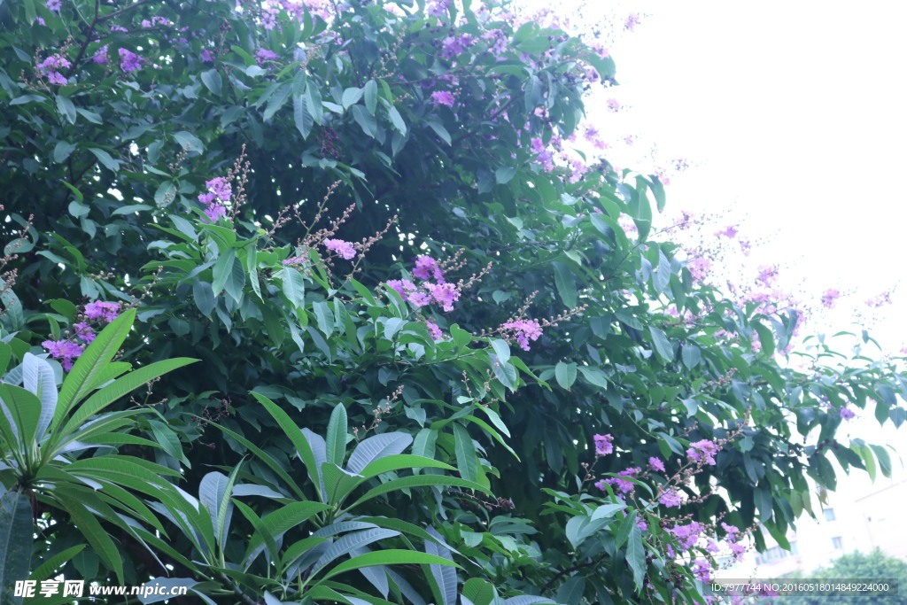 大花紫薇
