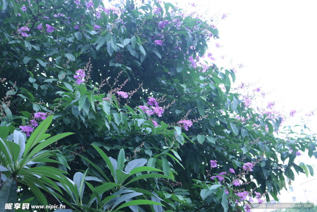 大花紫薇 紫色