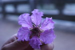 紫薇花朵
