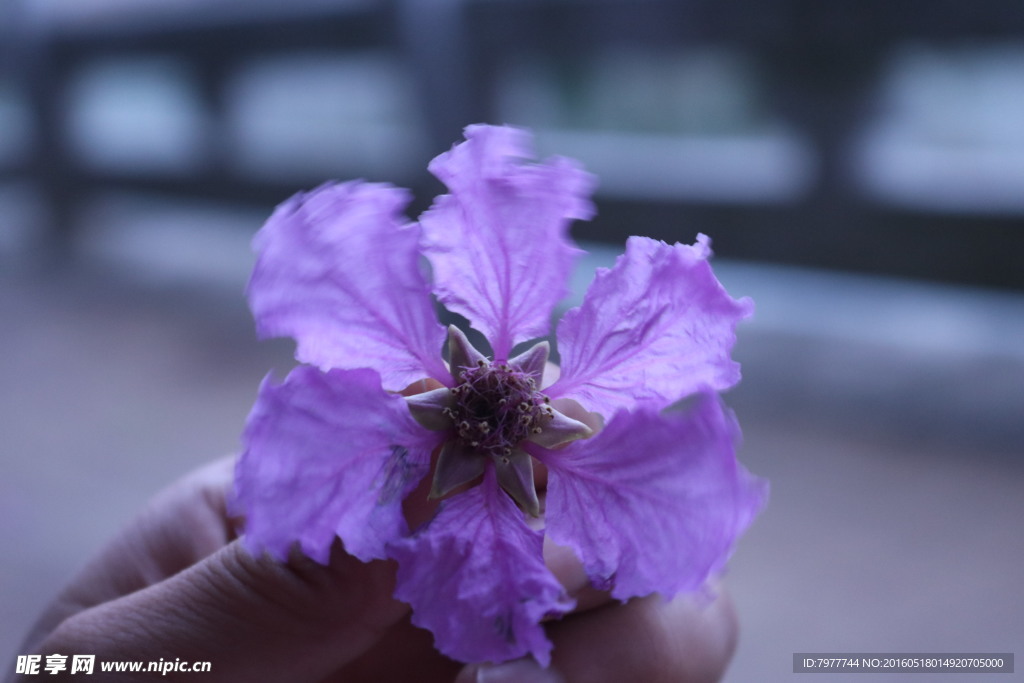 紫薇花朵