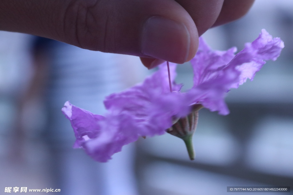 紫薇花朵