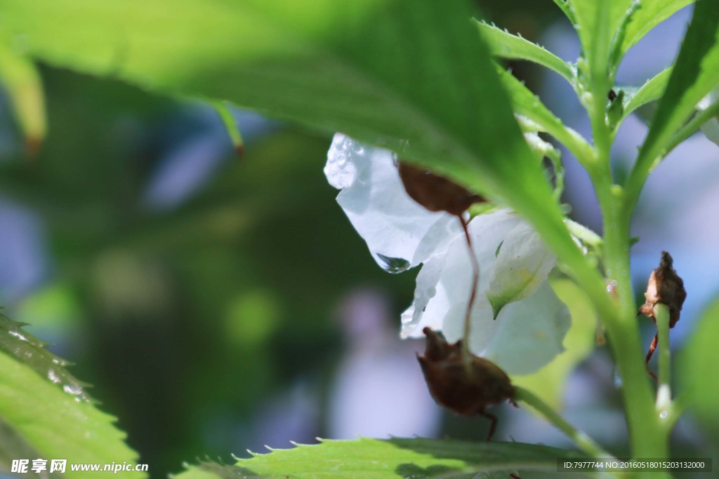 指甲花 凤仙花