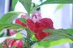 指甲花 凤仙花