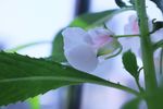 指甲花 凤仙花