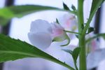 指甲花 凤仙花