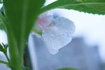 指甲花 凤仙花