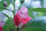 指甲花 凤仙花