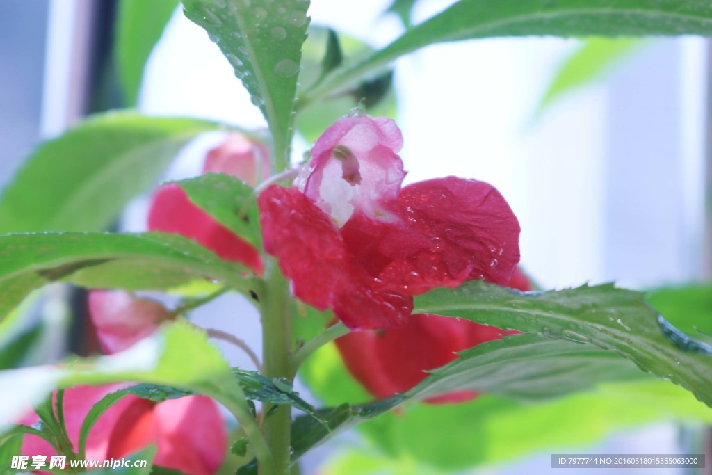 指甲花 凤仙花