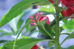 指甲花 凤仙花