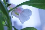指甲花 凤仙花
