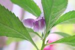 凤仙花 指甲花
