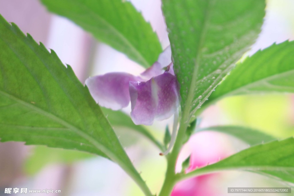 凤仙花 指甲花