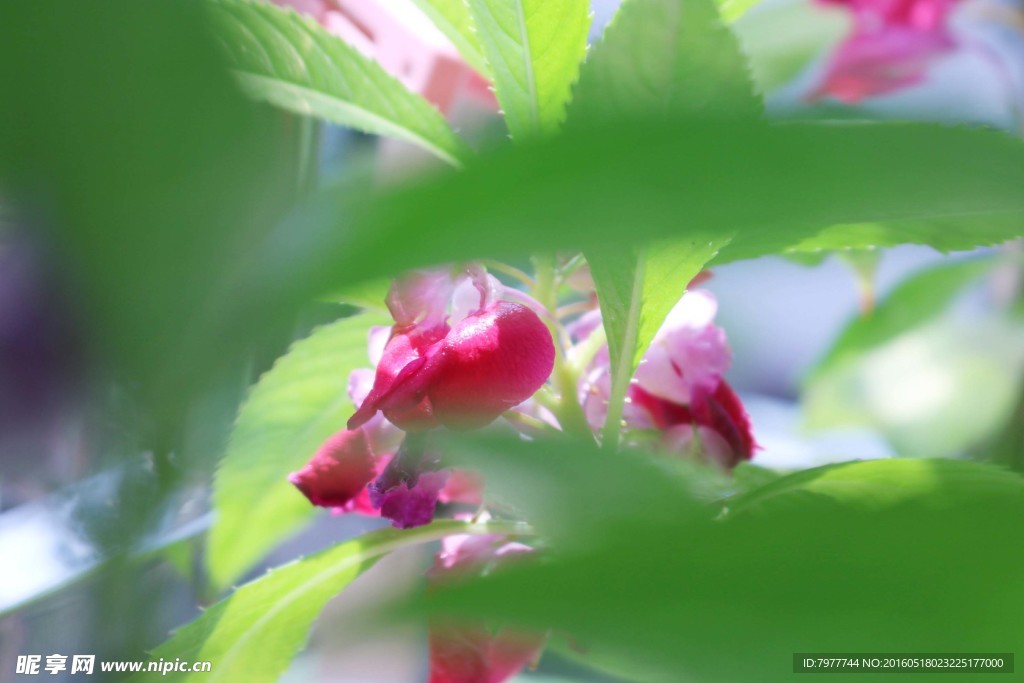 指甲花 凤仙花