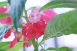 指甲花 凤仙花