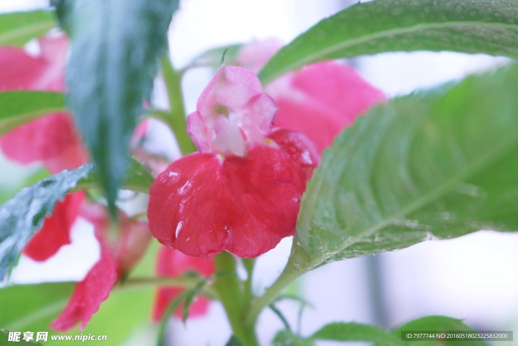 指甲花 凤仙花