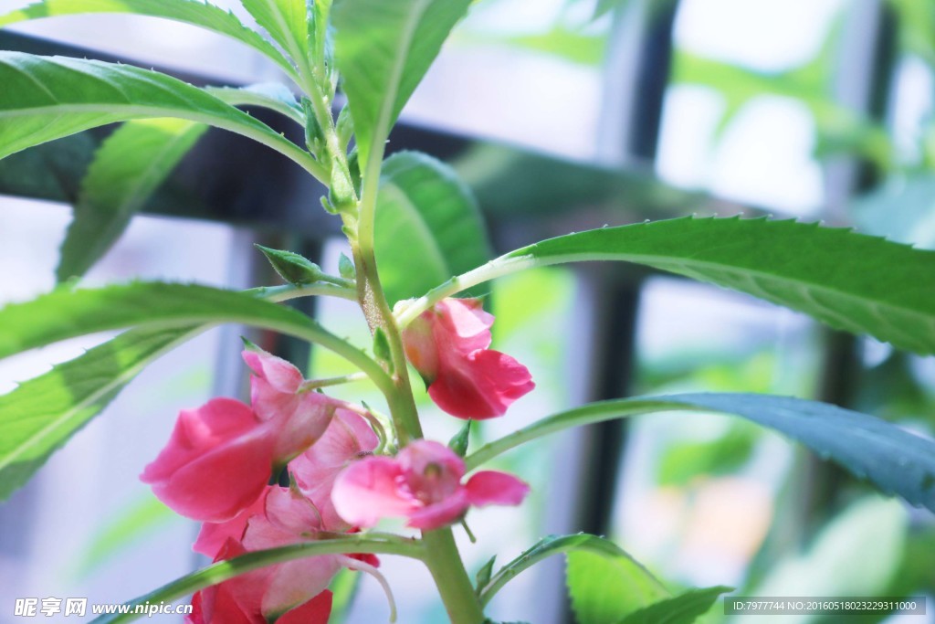 指甲花 凤仙花