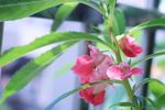 指甲花 凤仙花