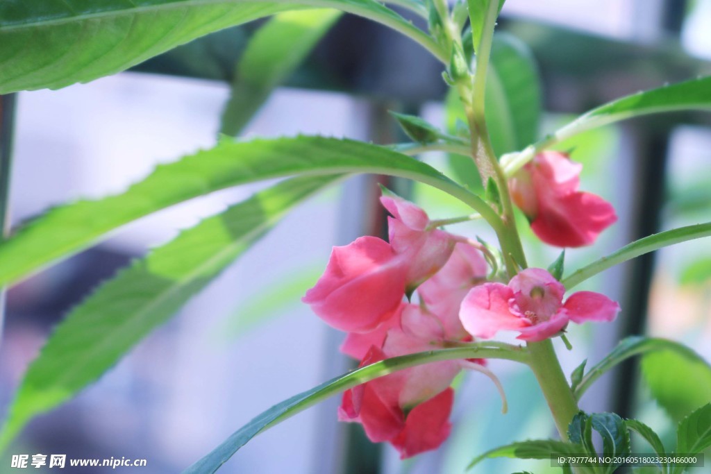 指甲花 凤仙花