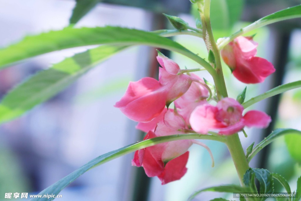 指甲花 凤仙花