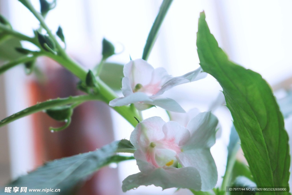 凤仙花 指甲花