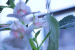 凤仙花 指甲花