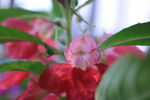 指甲花 凤仙花