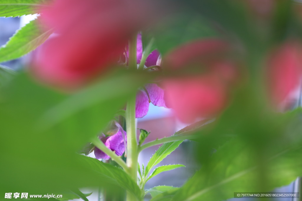 指甲花 凤仙花