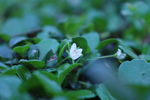小花  白花