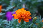 菊花 橙色